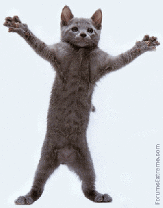 dancing-cat